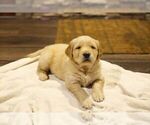 Small Photo #5 Golden Retriever Puppy For Sale in VANCOUVER, WA, USA