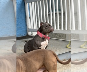 Mother of the American Bully puppies born on 11/13/2023
