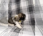 Small Photo #10 Shih Tzu Puppy For Sale in GLENDALE HEIGHTS, IL, USA