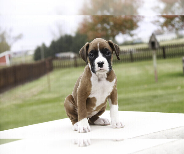 Medium Photo #6 Boxer Puppy For Sale in SHIPSHEWANA, IN, USA