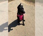 Small #1 Mutt