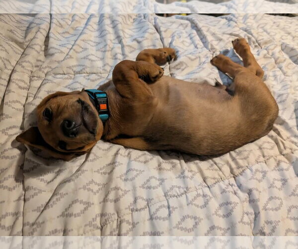 Medium Photo #7 Dachshund-Doberman Pinscher Mix Puppy For Sale in Buffalo, MN, USA