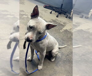 American Pit Bull Terrier-Unknown Mix Dogs for adoption in Tallahassee, FL, USA