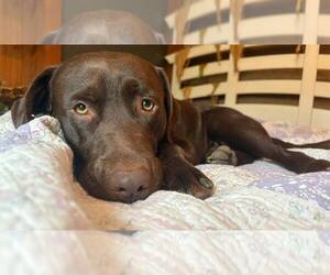 Father of the Labrador Retriever puppies born on 11/28/2025