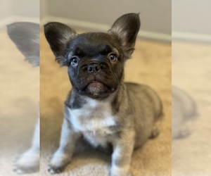 French Bulldog Puppy for sale in PENN VALLEY, CA, USA
