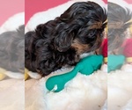 Small #2 Shih Tzu