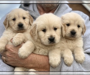 Golden Retriever Puppy for sale in STELLA, NC, USA