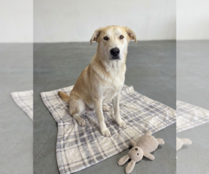 Labrador Retriever-Unknown Mix Dogs for adoption in Genesee, WI, USA