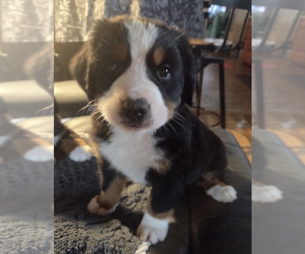 Medium Photo #7 Bernese Mountain Dog Puppy For Sale in HILLSBORO, OH, USA