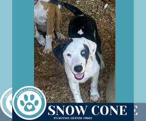 Beagle-Catahoula Leopard Dog Mix Dogs for adoption in Kimberton, PA, USA