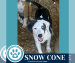 Small Beagle-Catahoula Leopard Dog Mix