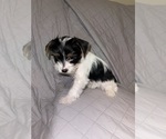 Small #4 Yorkshire Terrier