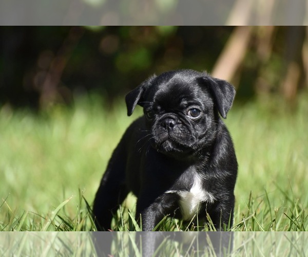 Medium Photo #4 Pug Puppy For Sale in PALM COAST, FL, USA