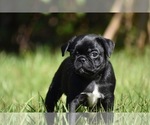 Scooby - Male Pug Puppy for Sale - Photo #4