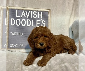 Goldendoodle (Miniature) Puppy for sale in MUSKEGON, MI, USA