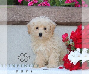 Maltipoo Puppy for sale in RISING SUN, MD, USA