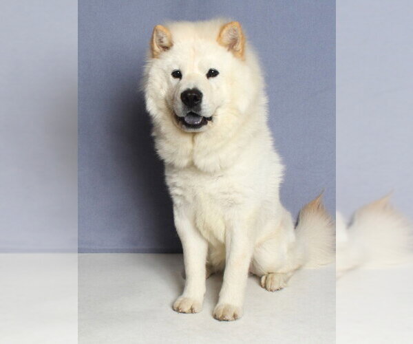 Medium Photo #1 Chow Chow Puppy For Sale in Burbank, CA, USA