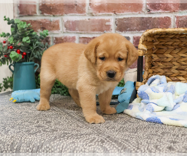 Medium Photo #2 Labrador Retriever Puppy For Sale in SYRACUSE, IN, USA