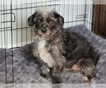 Small Photo #4 Shih Tzu-Unknown Mix Puppy For Sale in Littleton, CO, USA