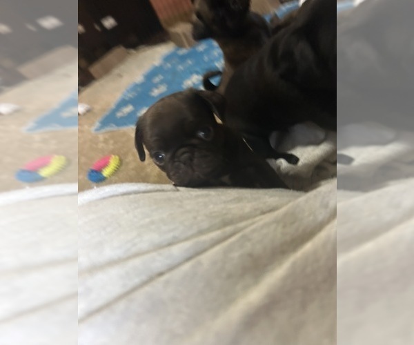 Medium Photo #39 Pug Puppy For Sale in BLOOMINGTON, IL, USA