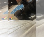 Small Photo #39 Pug Puppy For Sale in BLOOMINGTON, IL, USA