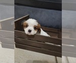 Small Photo #9 Cavalier King Charles Spaniel Puppy For Sale in SAINT PETERSBURG, FL, USA