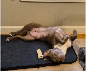 Zoey (Momma) - Female Labrador Retriever-Unknown Mix Dog for Adoption - Photo #10