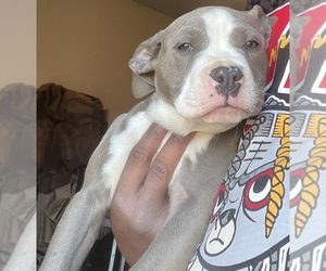 American Bully Puppy for sale in SPARTANBURG, SC, USA