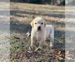 Small Photo #8 Labrador Retriever Puppy For Sale in CROSSVILLE, TN, USA