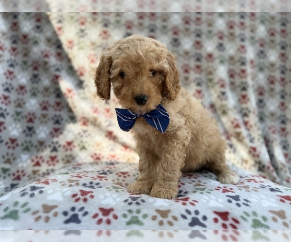 Medium Photo #3 Cavapoo (Miniature) Puppy For Sale in LAKELAND, FL, USA