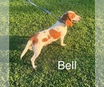 Small Photo #1 Beagle Puppy For Sale in WOODBRIDGE, VA, USA