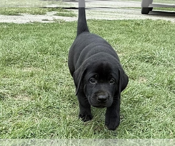 Medium Photo #24 Labrador Retriever Puppy For Sale in SPOTSYLVANIA, VA, USA
