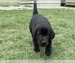 Small Photo #24 Labrador Retriever Puppy For Sale in SPOTSYLVANIA, VA, USA