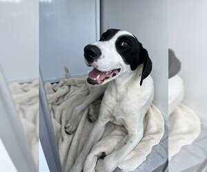 Pointer Dogs for adoption in San Andreas, CA, USA