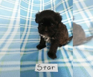 ShihPoo Puppy for sale in CLARKRANGE, TN, USA