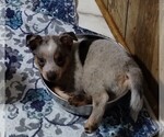 Small #1 Texas Heeler