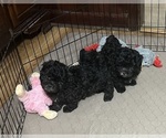 Image preview for Ad Listing. Nickname: Rocky