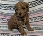 Small #3 Poodle (Toy)
