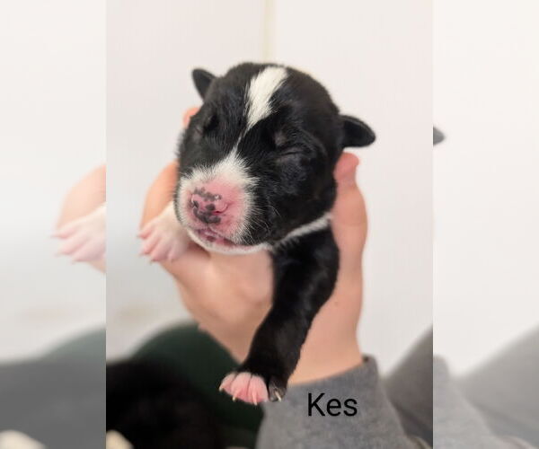 Medium Photo #1 Border Collie-Unknown Mix Puppy For Sale in Chinook, MT, USA