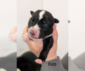 Border Collie-Unknown Mix Dogs for adoption in Chinook, MT, USA