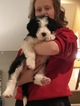 Small Photo #11 Bordoodle Puppy For Sale in CRESTON, OH, USA