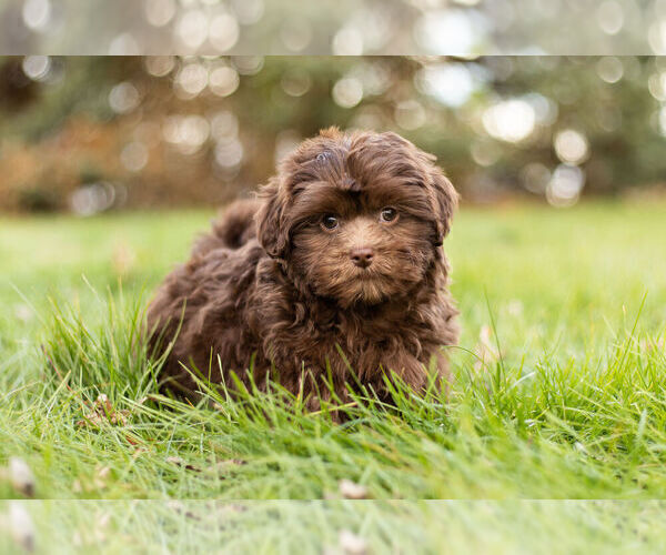 Medium Photo #4 ShihPoo Puppy For Sale in WARSAW, IN, USA