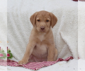 Labrador Retriever Puppy for sale in FELTON, PA, USA