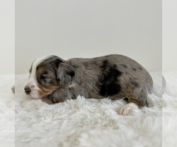 Medium Photo #4 Aussiedoodle Miniature -Miniature Bernedoodle Mix Puppy For Sale in CULPEPER, VA, USA