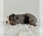 Small #3 Aussiedoodle Miniature -Miniature Bernedoodle Mix