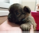 Small Photo #5 Pom-A-Nauze Puppy For Sale in CANBY, OR, USA