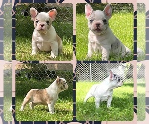 French Bulldog Puppy for sale in PEWAUKEE, WI, USA