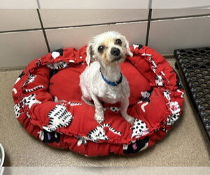 Mutt Dogs for adoption in Fort Wayne, IN, USA