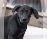 Small #9 Mutt