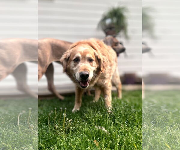 Medium Photo #2 Golden Retriever Puppy For Sale in Sioux Falls, SD, USA
